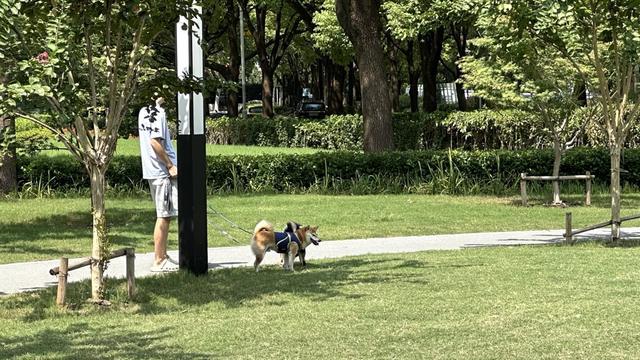 施行一周“升级版”游园带来哪些“乐与痛”?开元棋牌app遛狗、帐篷……上海公园新规(图1) 施行一周“升级版”游园带来哪些“乐与痛”?开元棋牌app遛狗、帐篷……上海公园新规(图1)